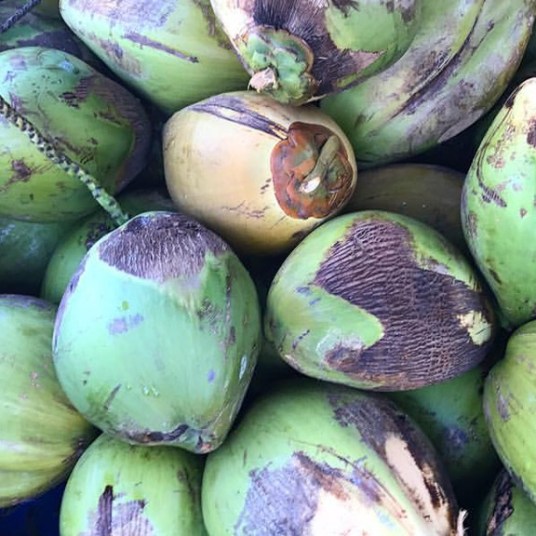 cabarete-coconuts